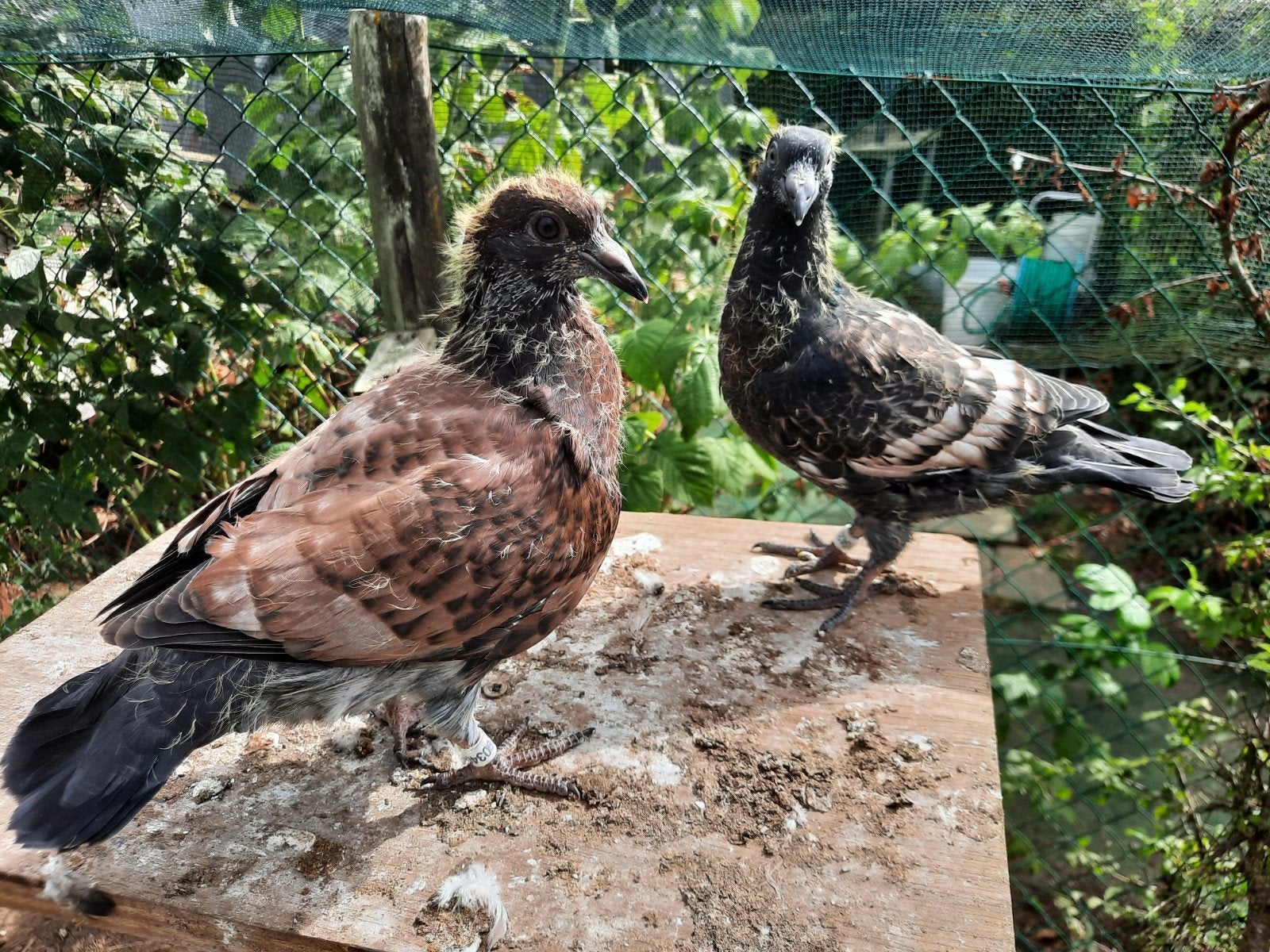 2 jonge kleurpostduiven, Dieren en Toebehoren