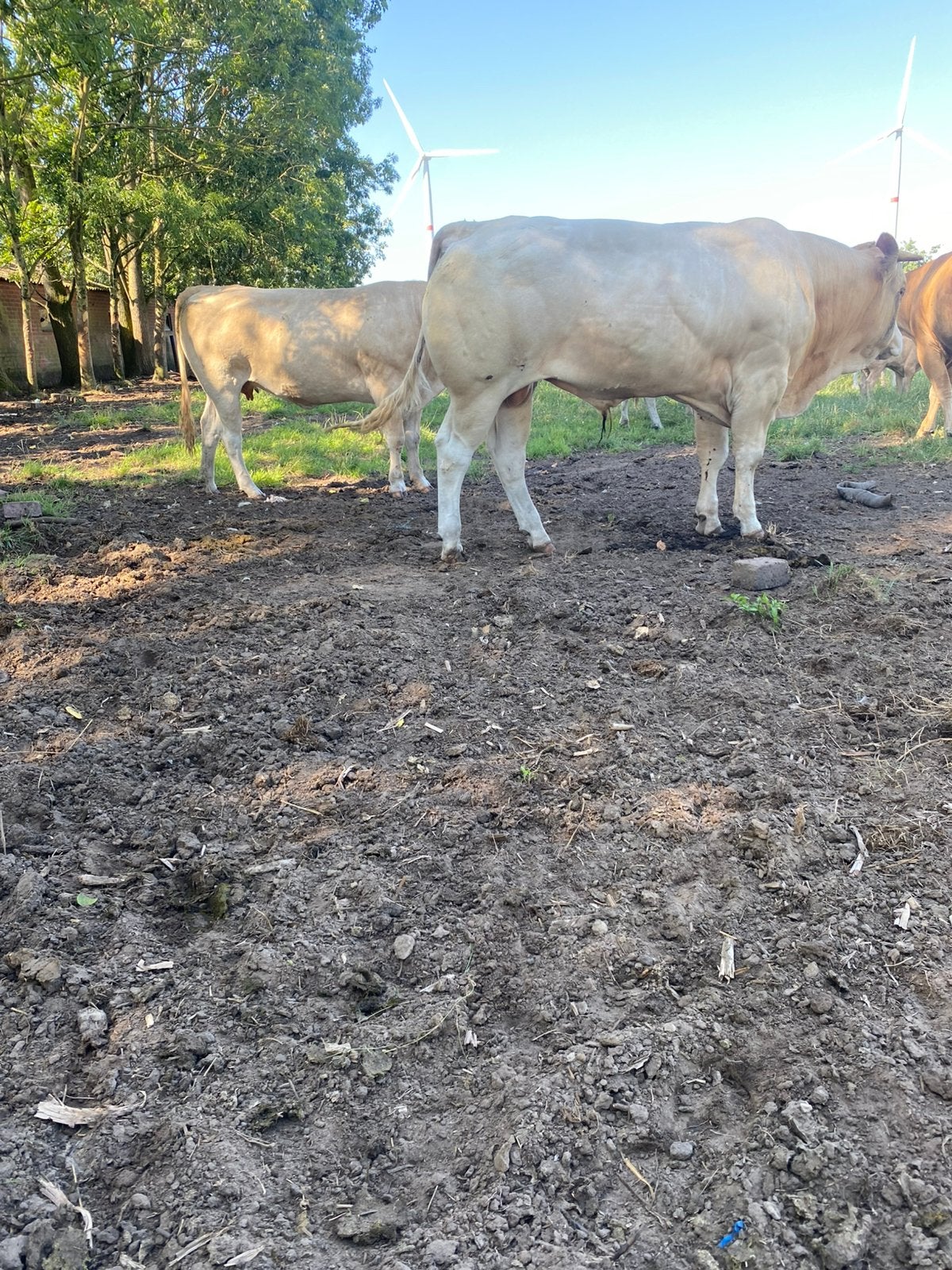Blonde d’aquitaine stier, Dieren en Toebehoren, Runderen, Mannelijk