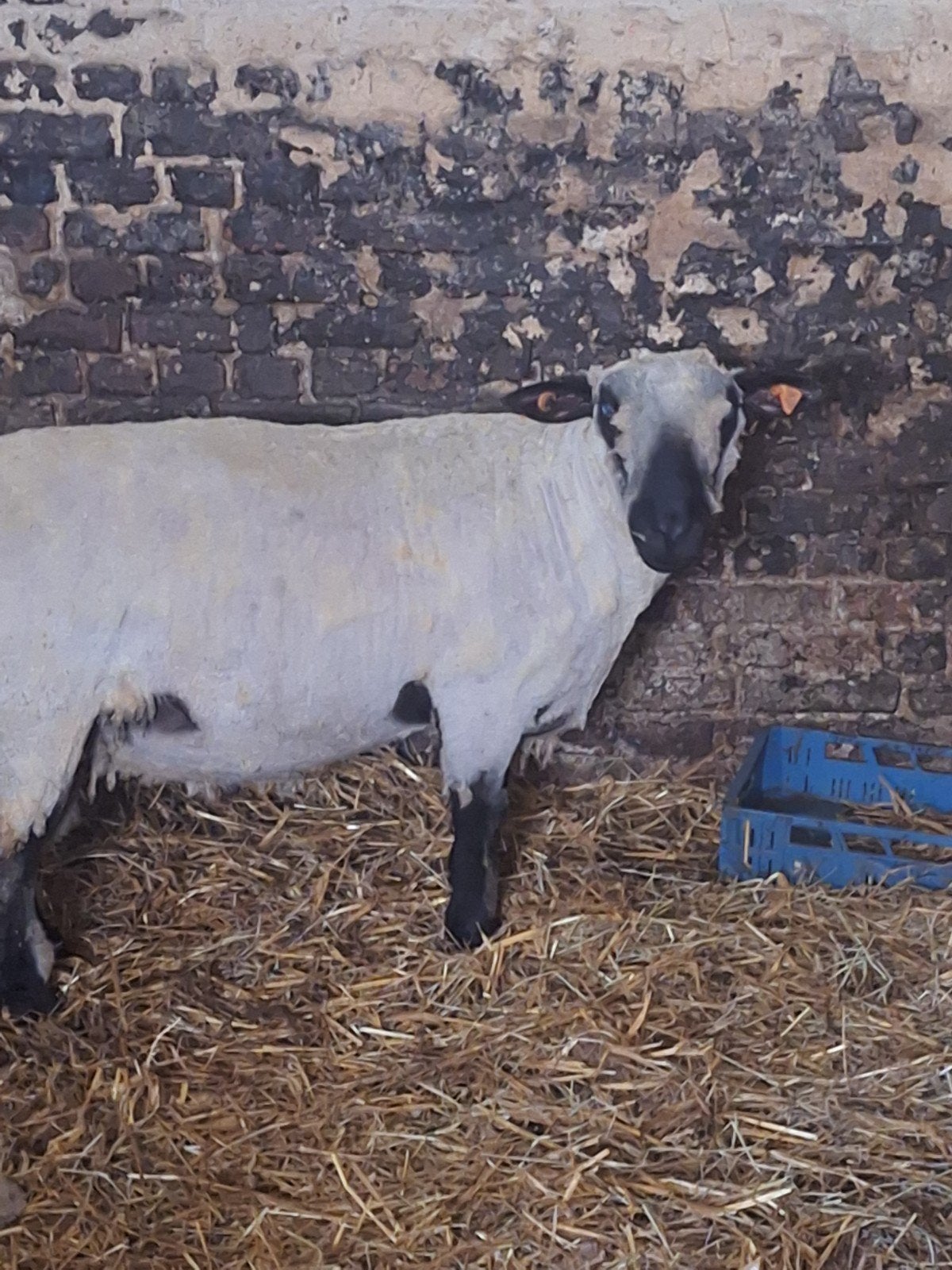 Dek bok te koop Hampshire Down schaap, Dieren en Toebehoren, Schapen, Geiten en Varkens, Schaap