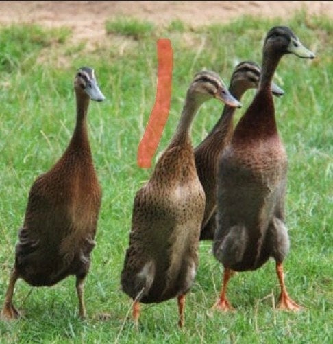 Indische loopeenden 4 mannetjes, Dieren en Toebehoren, Pluimvee