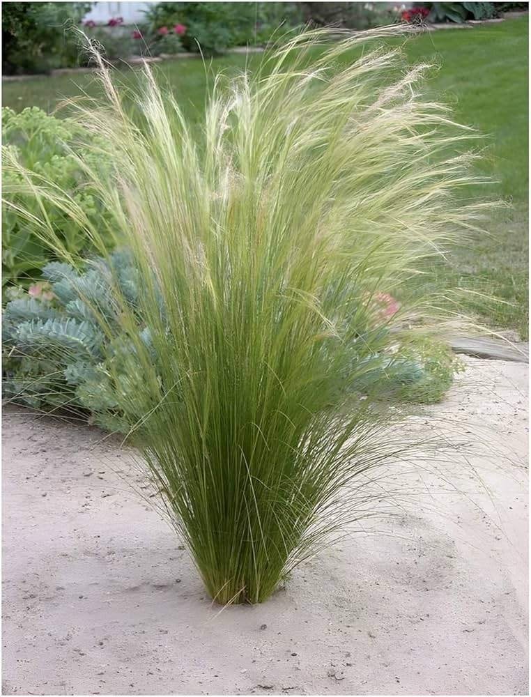 17  x  ponytails   siergras  in   pot, Tuin en Terras, Ophalen, Vaste plant