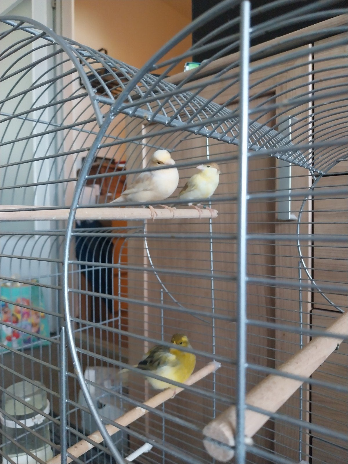 mooie kanaries (20€ per stuk), Dieren en Toebehoren