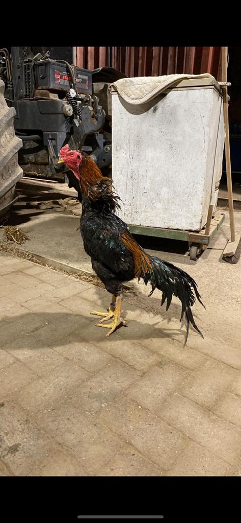 Shamo haan 2024, Dieren en Toebehoren
