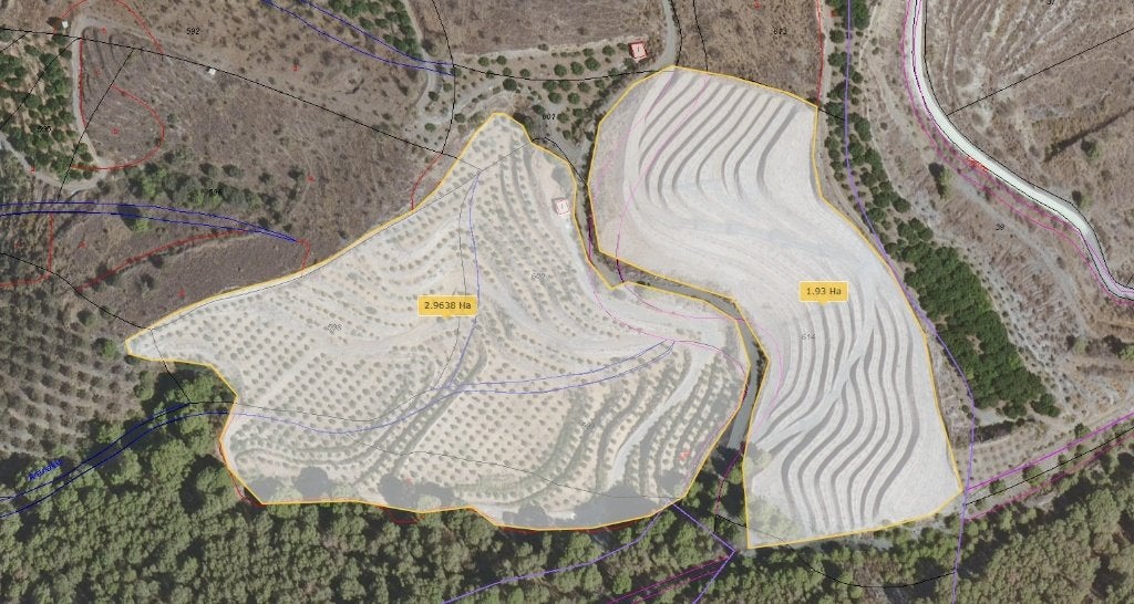 terrain avec des arbres tropicaux, Tuin en Terras, Planten | Bomen, Volle zon, Lente, 250 tot 400 cm, Overige soorten