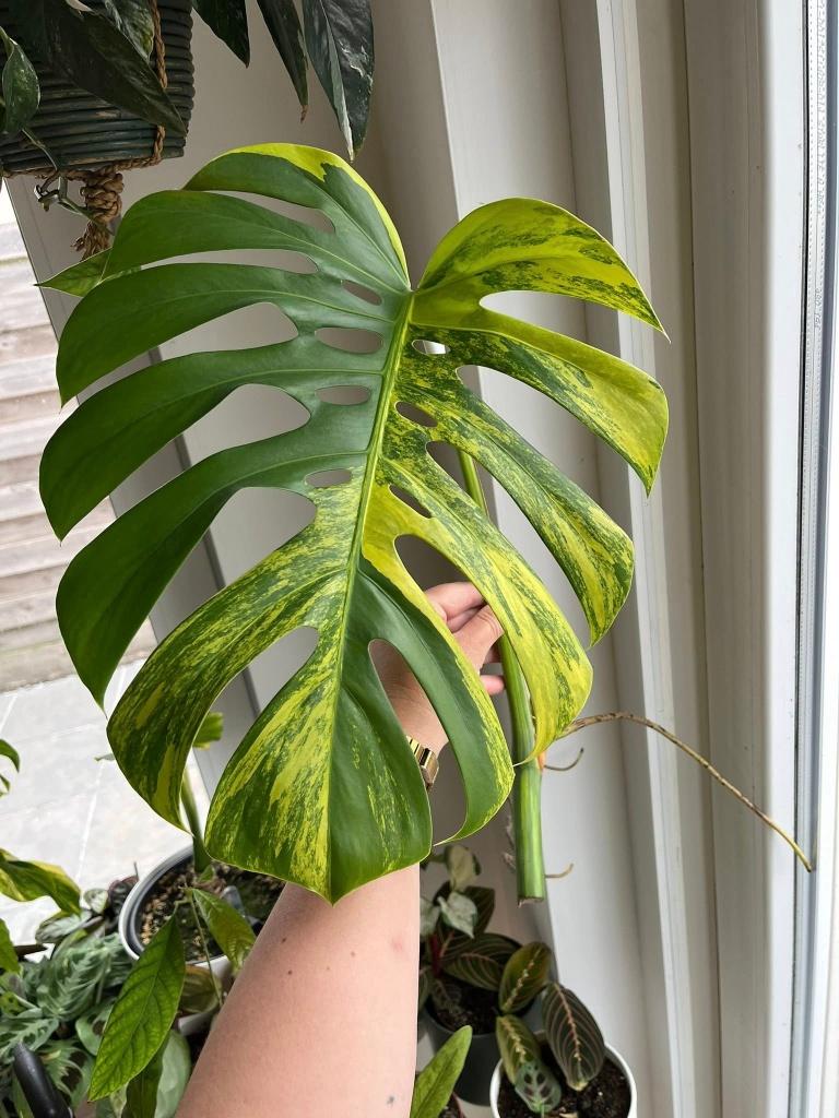 Monstera Aurea Variegated cutting #1, Maison & Meubles, Plantes d'intérieur, Enlèvement
