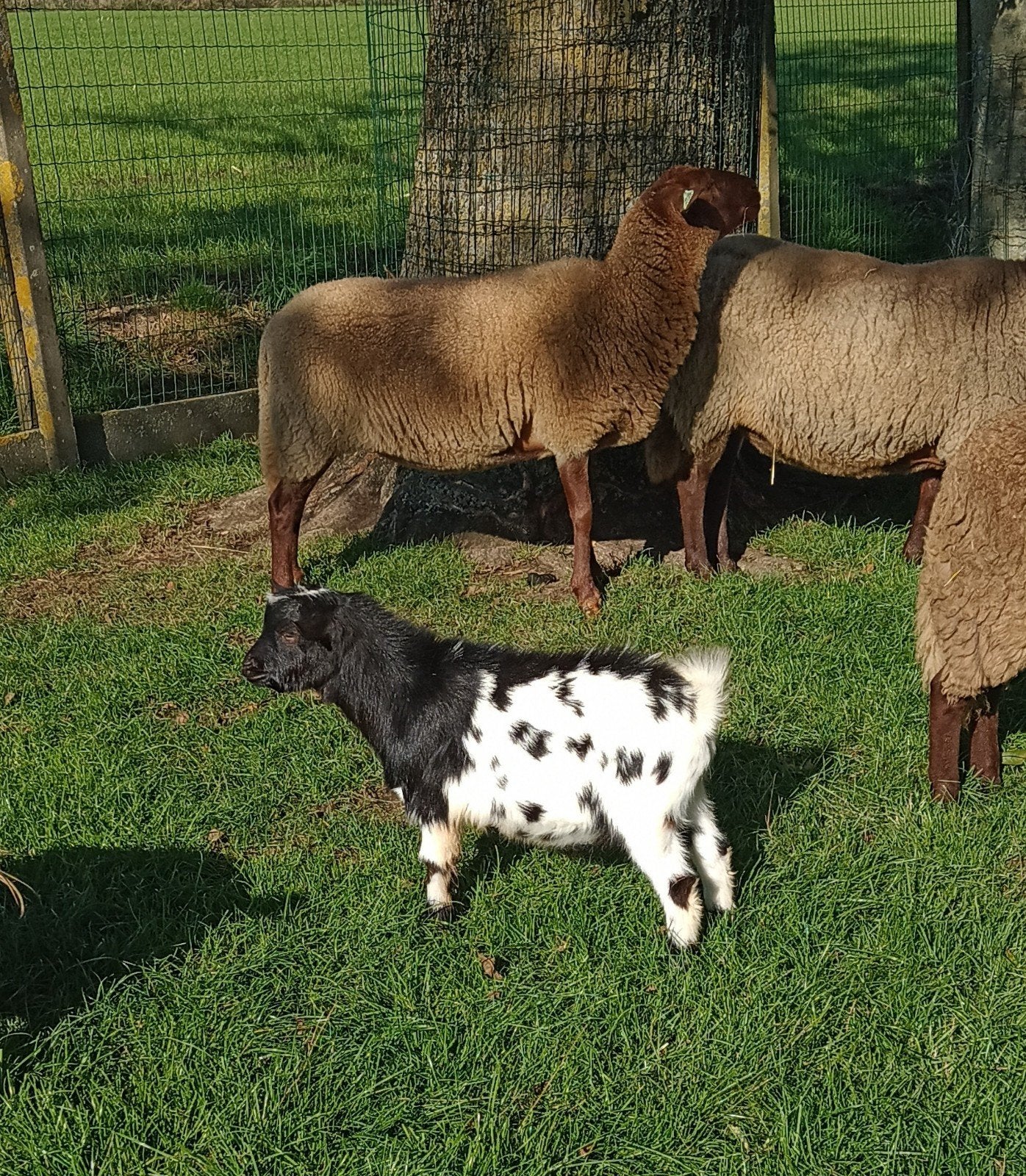 Mooi gekleurd bokje zonder horens, Dieren en Toebehoren, Mannelijk, Geit, 0 tot 2 jaar