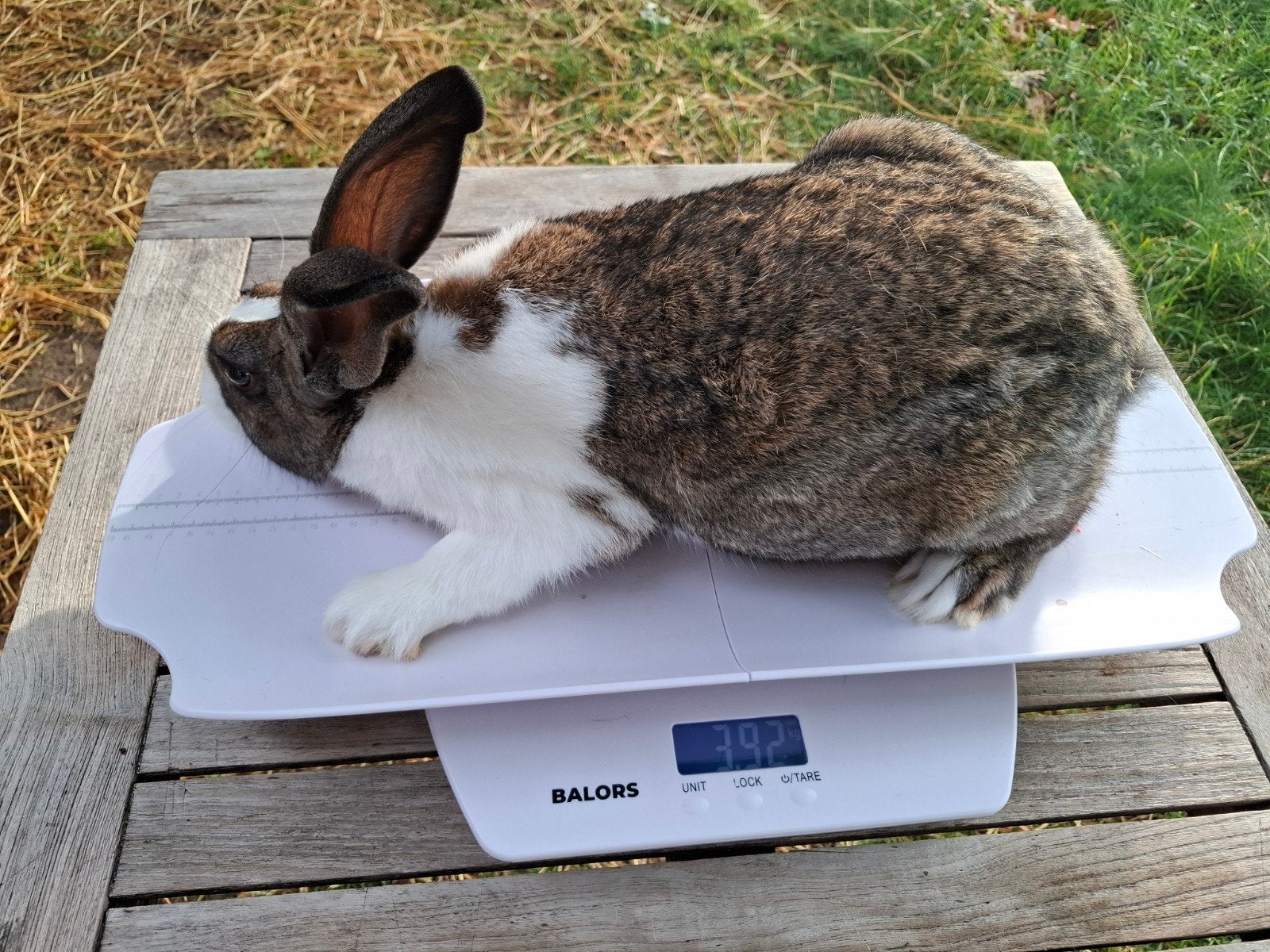rammelaar vleeskonijn, Dieren en Toebehoren, Konijnen