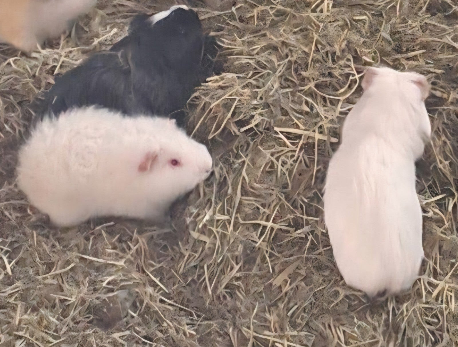 cavia's, Dieren en Toebehoren, Maart, Mannelijk, Cavia