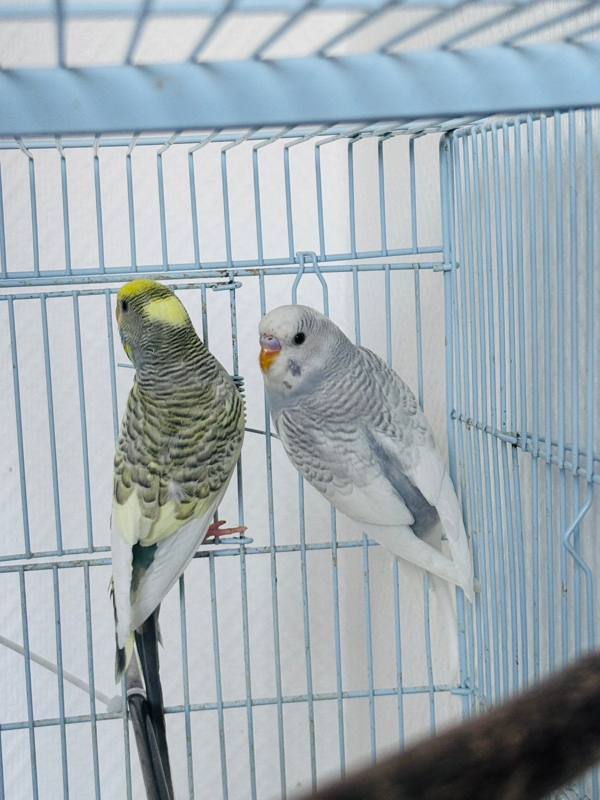 Très mignonne couple de perruche à vendre, Perruche