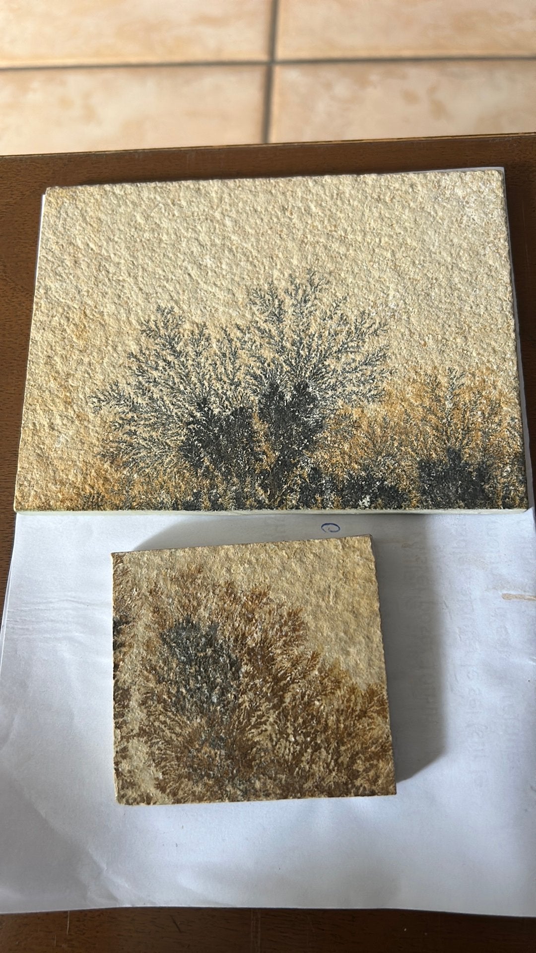 Ce n'est pas une plante, ni même un fossile végétal, Collections, Enlèvement ou Envoi, Fossile