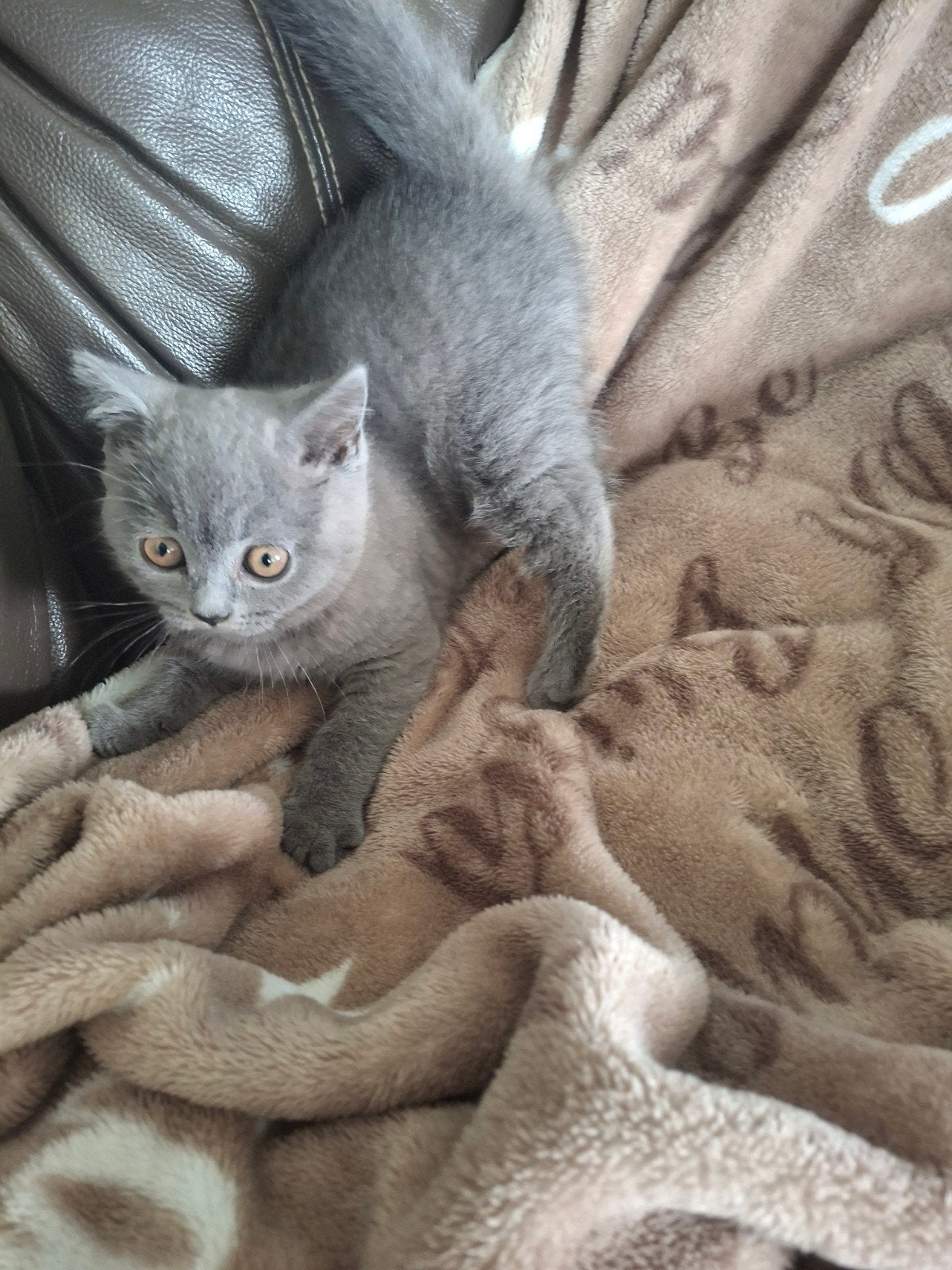 Brits korthaar kitten, Kater, Gechipt, 0 tot 2 jaar