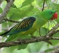 zeldzame Tanygnathus megalorynchos papegaaien, Dieren en Toebehoren, Meerdere dieren, Papegaai, Geringd