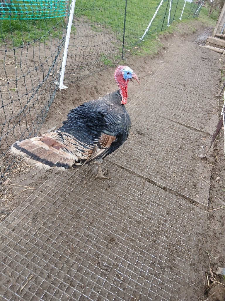1 dindon, Animaux & Accessoires, Enlèvement
