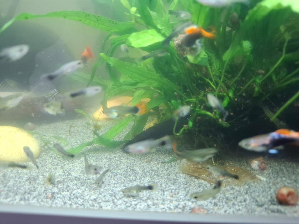 Jongen guppies, Dieren en Toebehoren, Vissen | Aquariumvissen