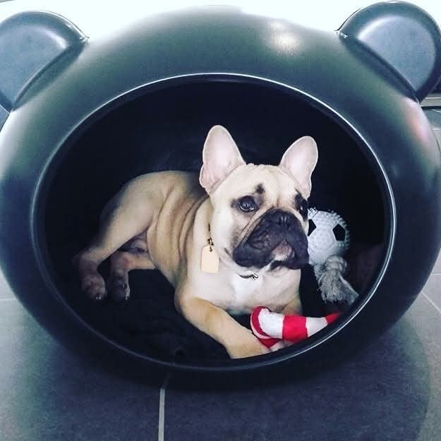 Guisapet cave voor hond of kat, Dieren en Toebehoren, Overige Dieren-accessoires, Ophalen, Zo goed als nieuw