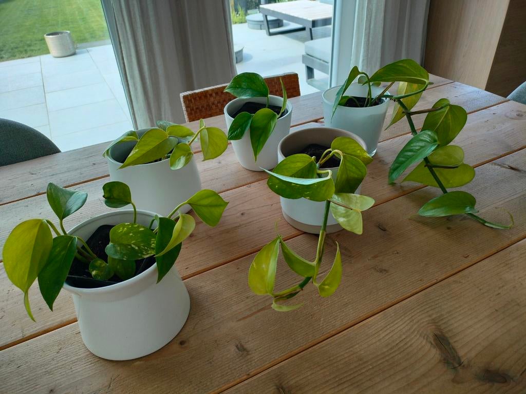 Epipremnum hang of klimplant 5 stuks. Zeer sterk!, Huis en Inrichting, Kamerplanten, Ophalen, Overige soorten, Halfschaduw, Minder dan 100 cm