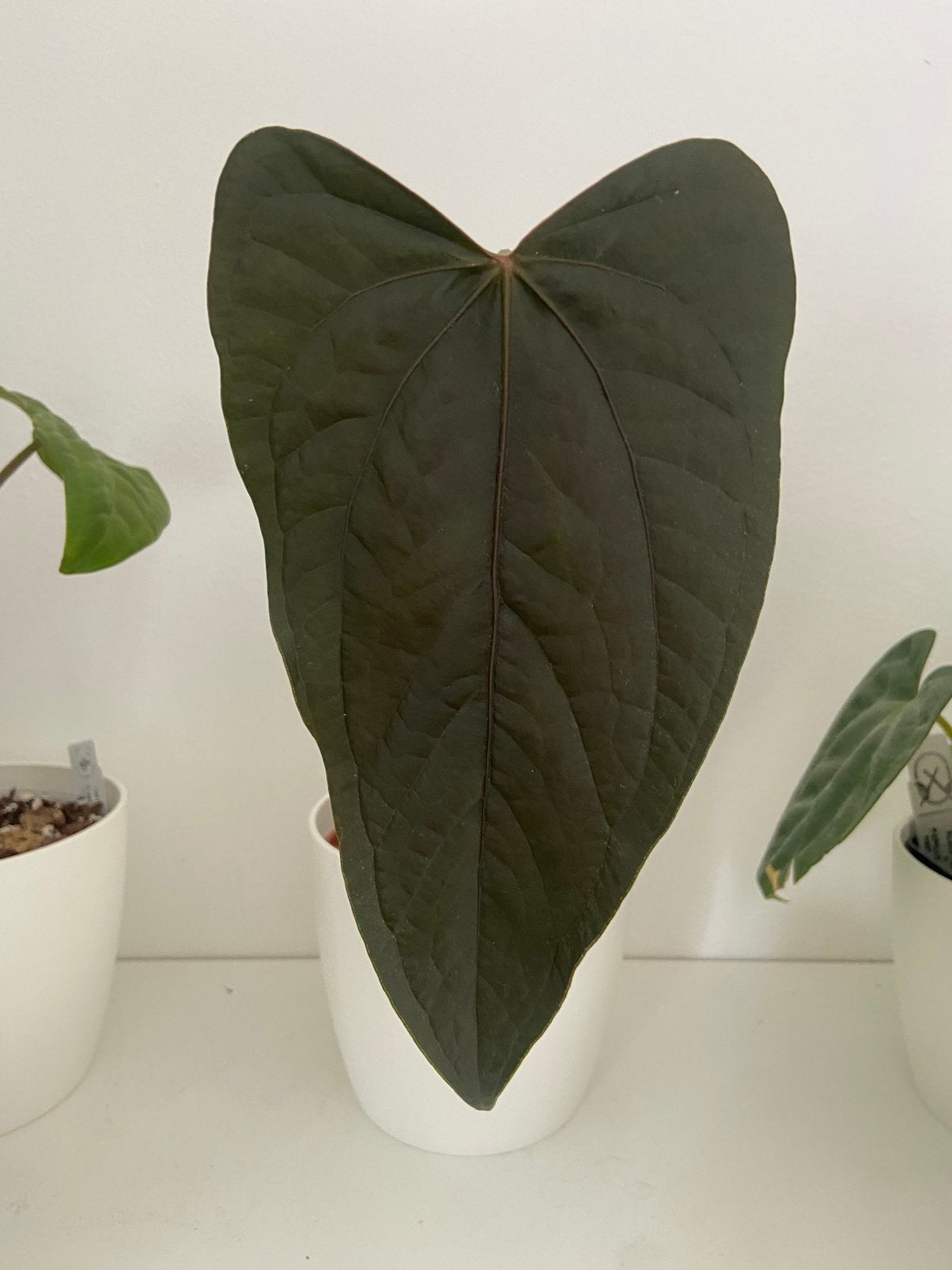 Anthurium Queen Of Hearts, Huis en Inrichting, Ophalen