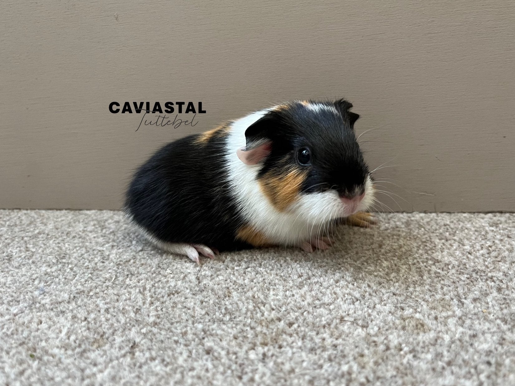 Gladhaar tdd, Zwart buff wit beer (NL), Dieren en Toebehoren, Knaagdieren, Cavia, Juni, Mannelijk, Tam
