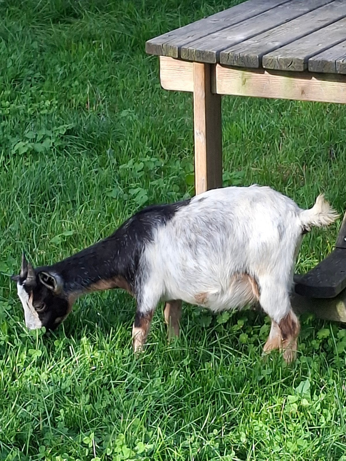 4 dwerggeitjes, Dieren en Toebehoren, Vrouwelijk, Geit, 0 tot 2 jaar