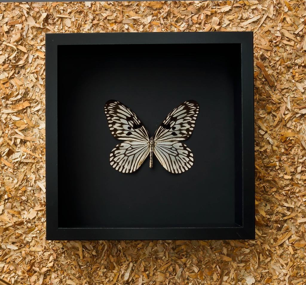 idea idea in kader, Ophalen of Verzenden, Nieuw, Insect, Opgezet dier