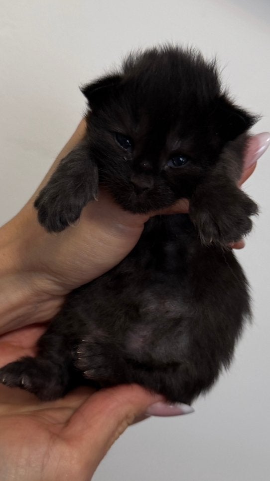 Prachtige Maine Coon kittens ️, Animaux & Accessoires, Chats & Chatons | Chats de race | Poil long, Chatte ou Chat, Vermifugé
