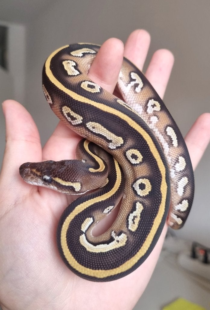 1.0 black head mojave het dreamsicle, Animaux & Accessoires