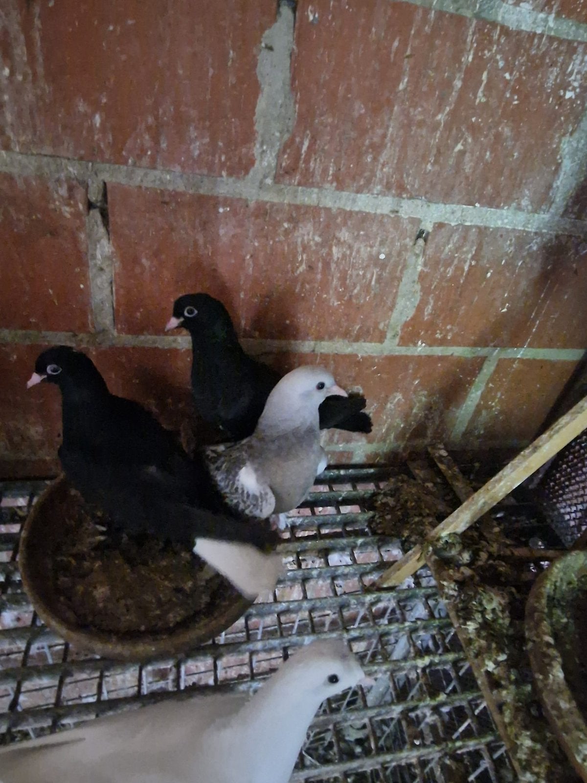 Trio de pigeons de couleurs variées ️, Animaux & Accessoires, Enlèvement, Neuf, Autres types