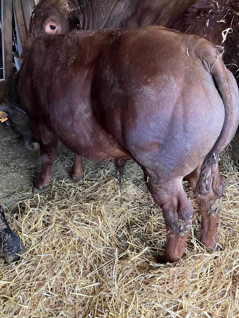 Stieren, Dieren en Toebehoren, Runderen, Mannelijk, 0 tot 2 jaar