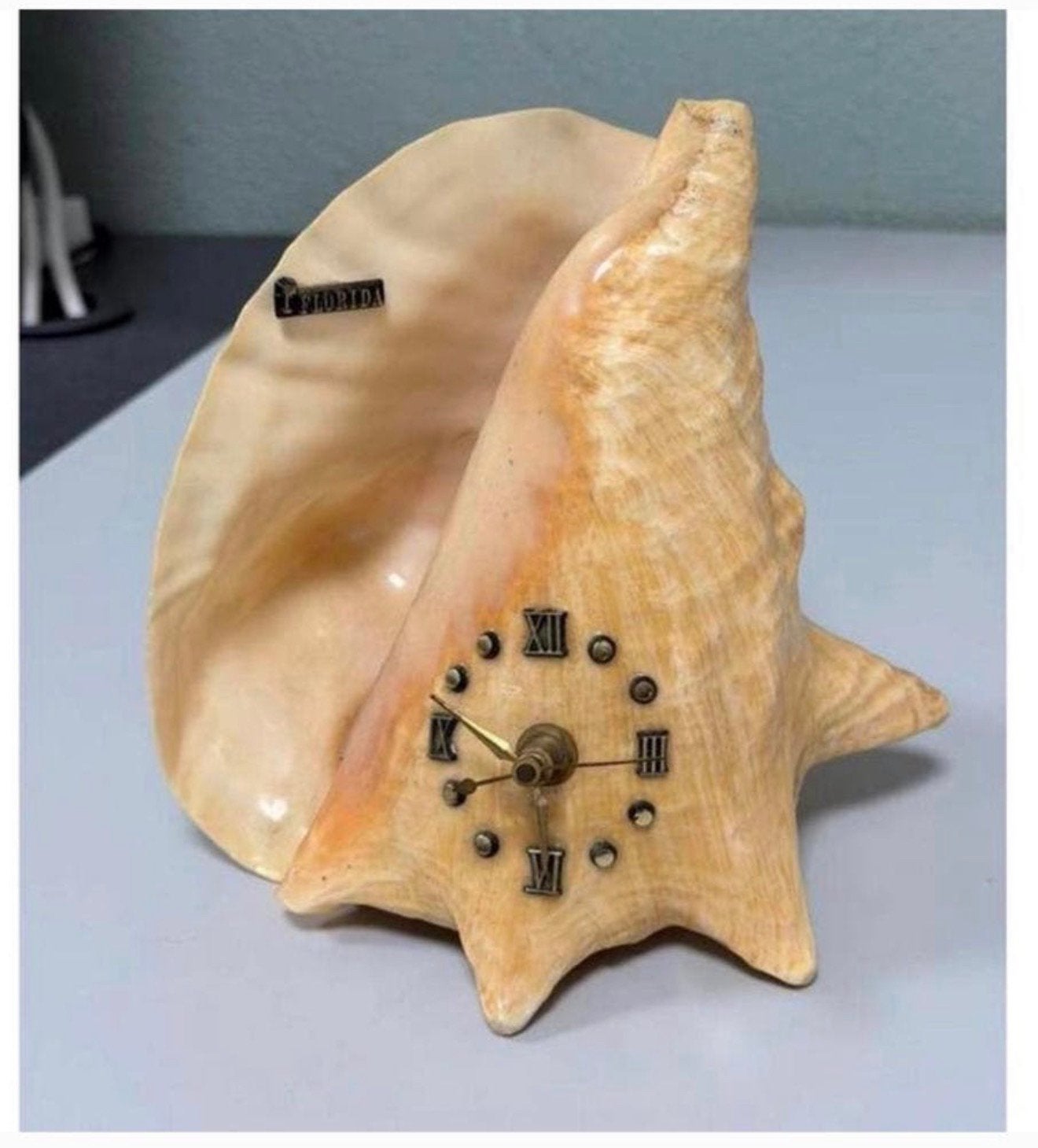 Vintage Schelpklok Grote Gepolijste Conchshell Florida Decor, Ophalen of Verzenden