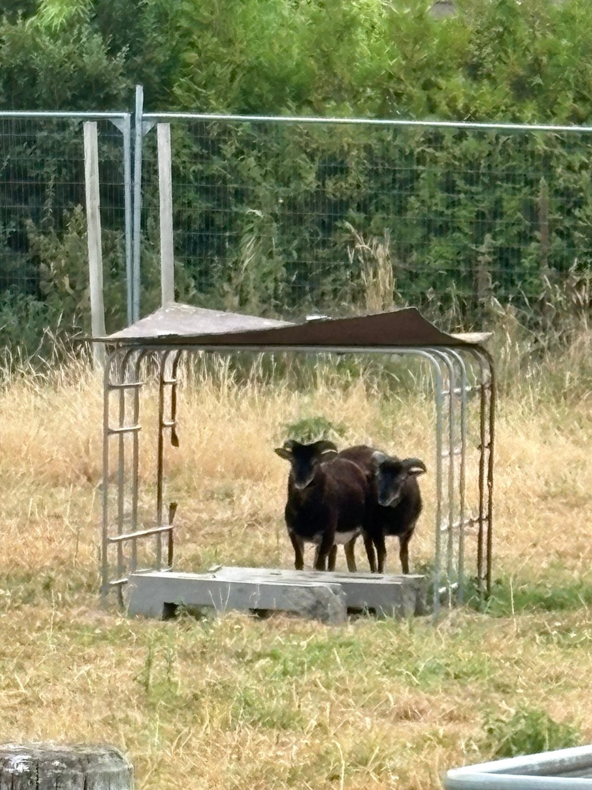 2 soay rammen, Dieren en Toebehoren, Schapen, Geiten en Varkens, Mannelijk, Schaap, 0 tot 2 jaar