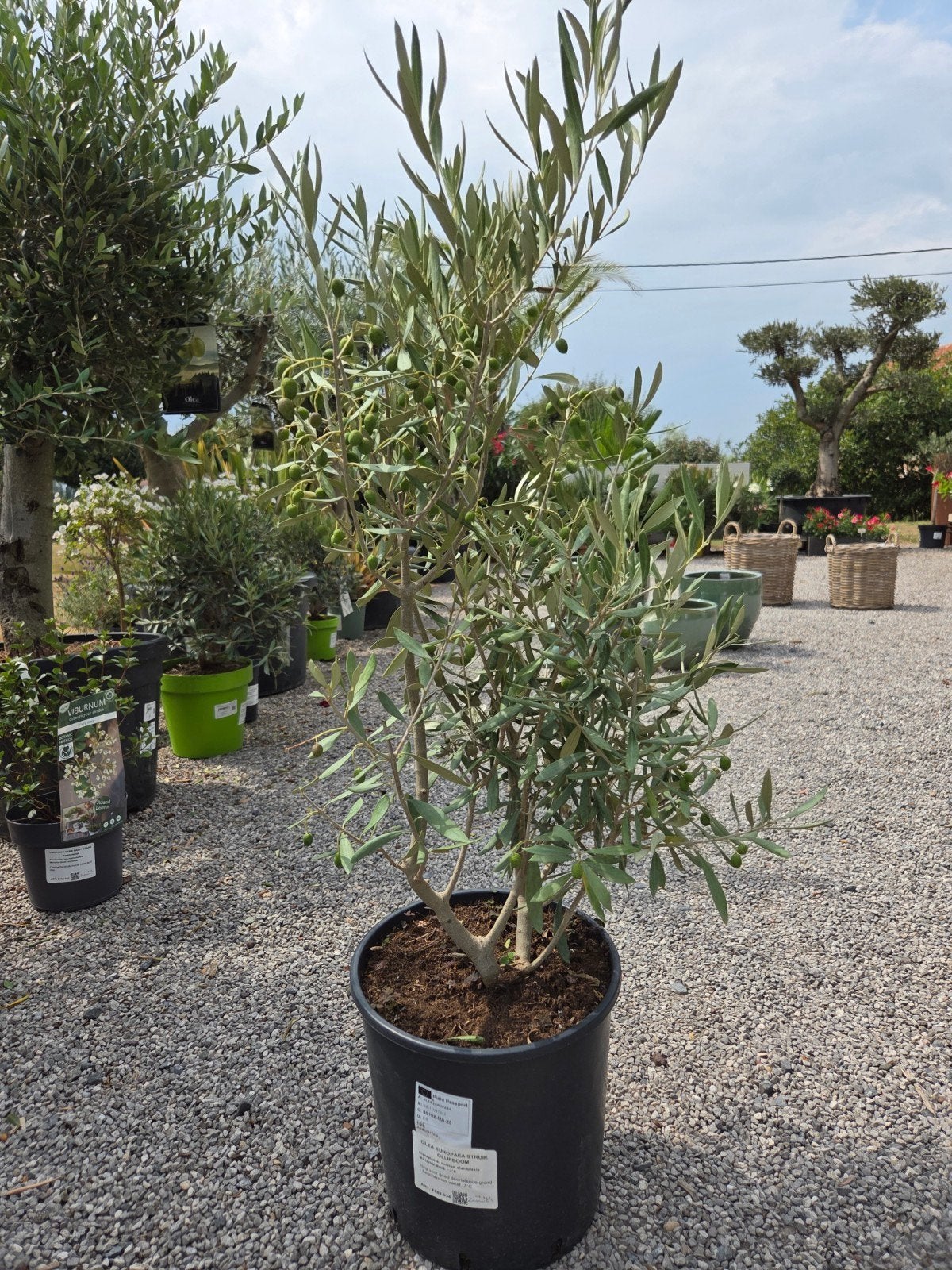 Olijfboom struikvorm, Tuin en Terras, Ophalen, Olijfboom