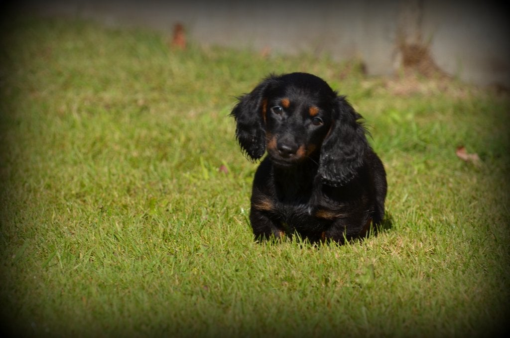Langharige Teckel pups, Parvo, België, 8 tot 15 weken, Dwerg