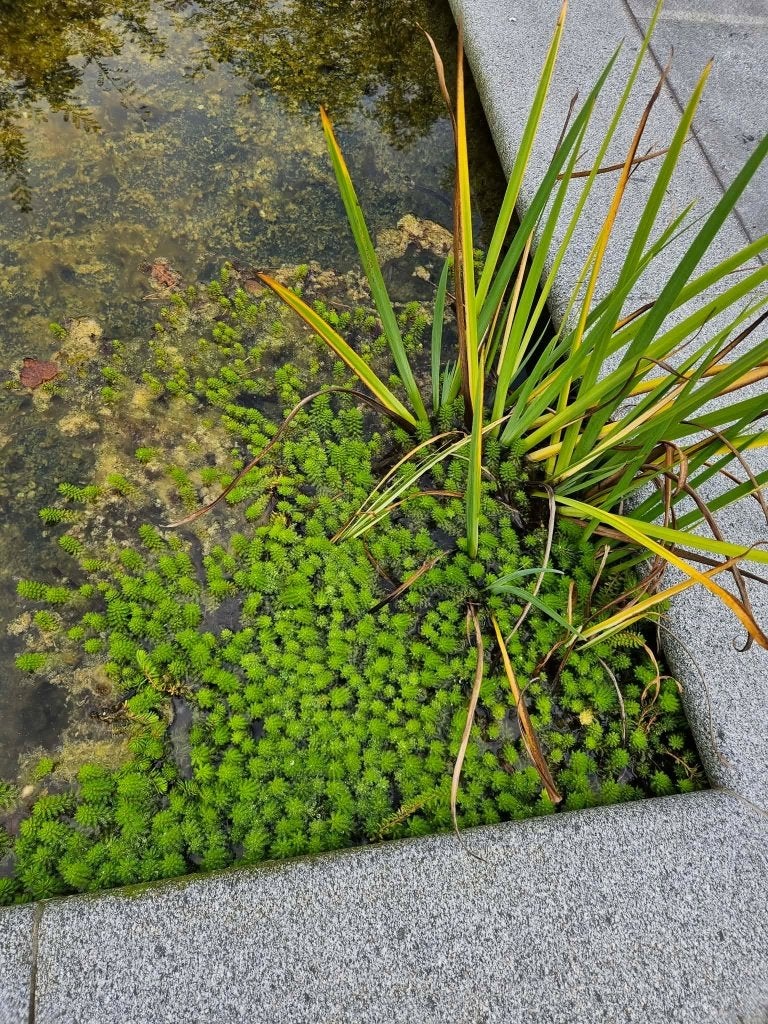 Vijverplanten - Gratis, Ophalen, Gebruikt