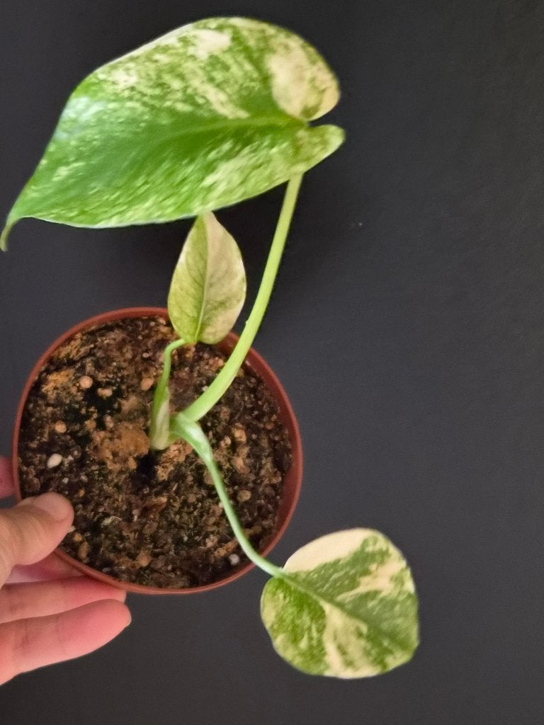 Monstera White Monster, Enlèvement ou Envoi