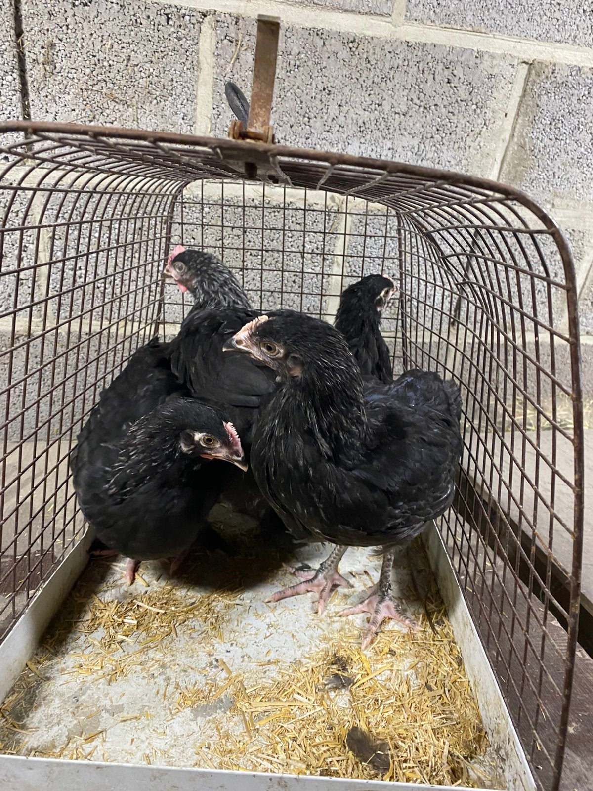 Marans zilverhals
