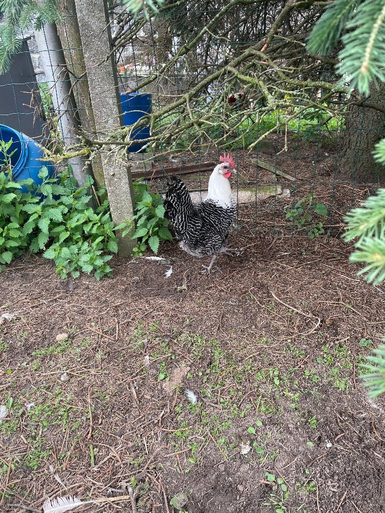 zilverbrakel en citroenbrakel, Dieren en Toebehoren, Pluimvee