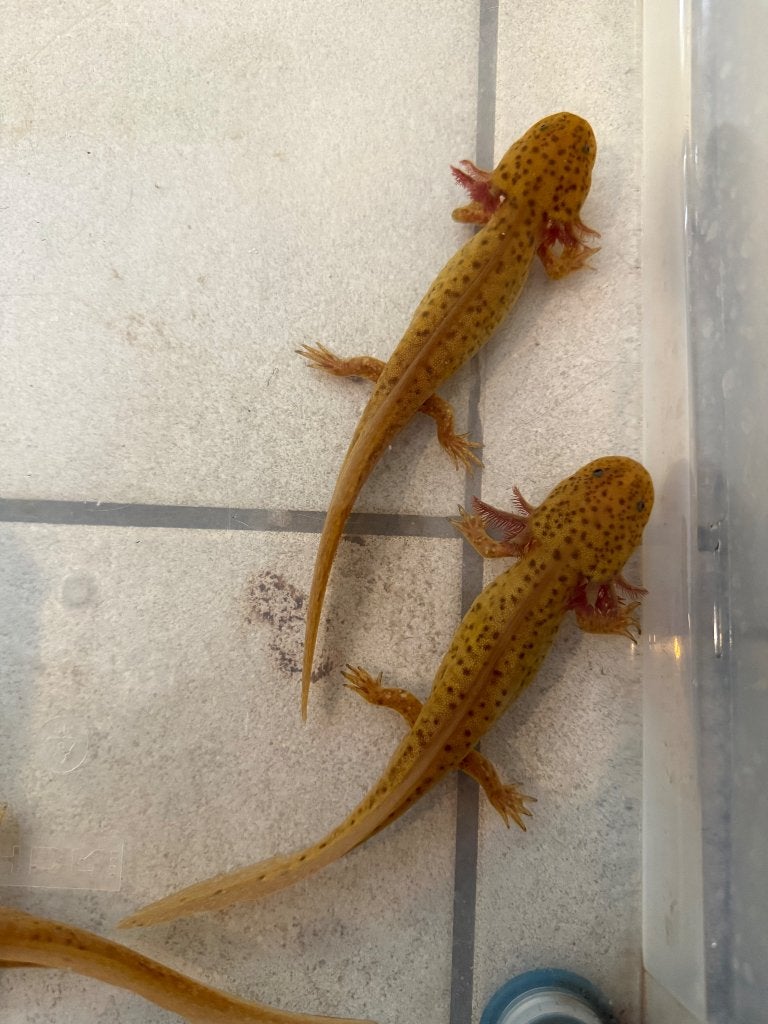 Spotted copper axolotls, Animaux & Accessoires