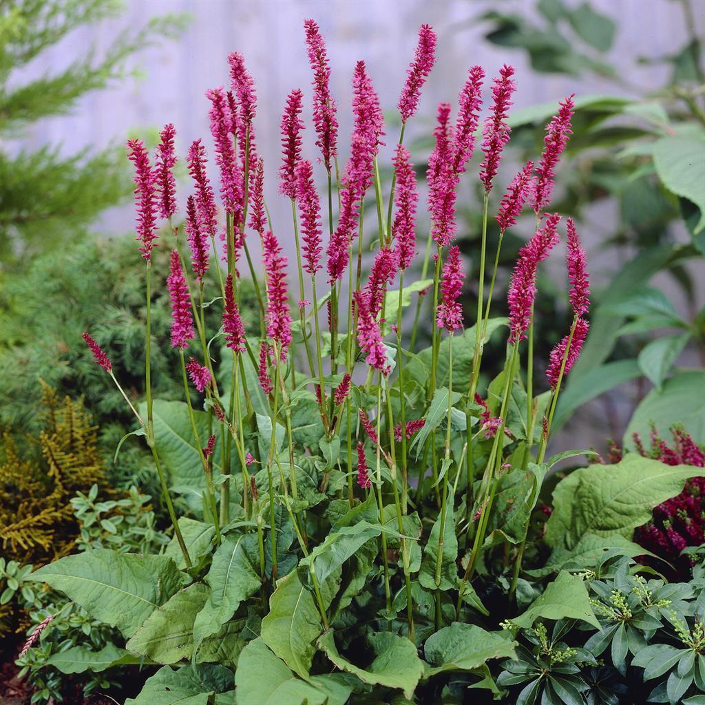 Vaste plant Persicaria, Tuin en Terras, Ophalen, Vaste plant