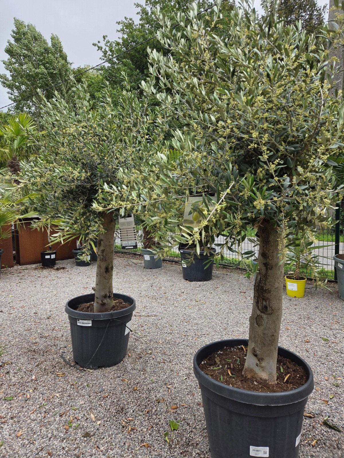 Terrasolijfboom Olea Europaea, Ophalen
