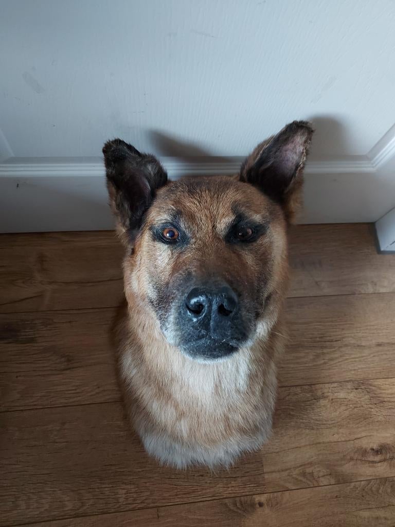 Tête en peluche, chien, taxidermie, chien, crâne, bois, curi, Enlèvement, Chien ou Chat, Bois ou Tête