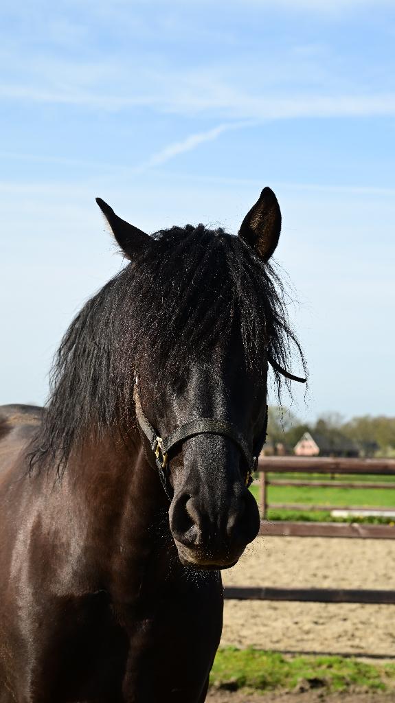 Pre hengst met carta, Dieren en Toebehoren, Paarden, 175 cm of meer, Met stamboom, Dressuurpaard, 3 tot 6 jaar