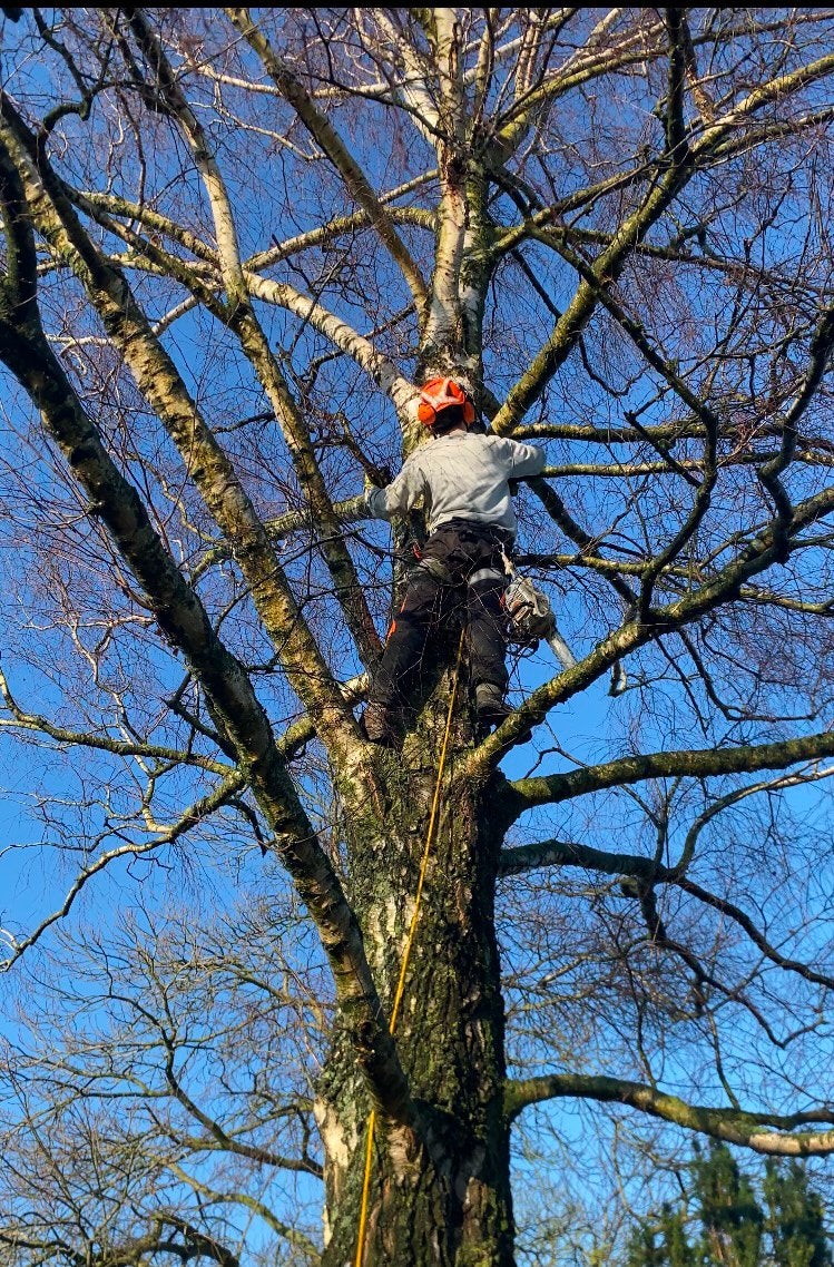 Bomen vellen, Tuin en Terras, Ophalen