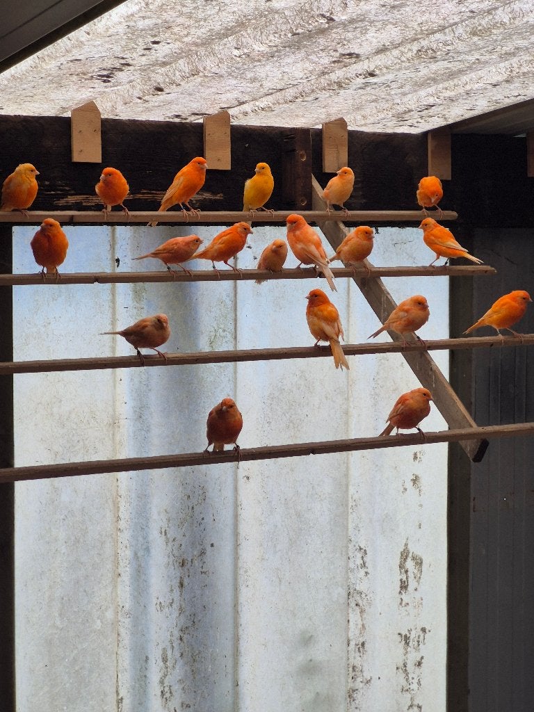 Rode kanaries te verkrjgen, Plusieurs animaux, Canari de couleur