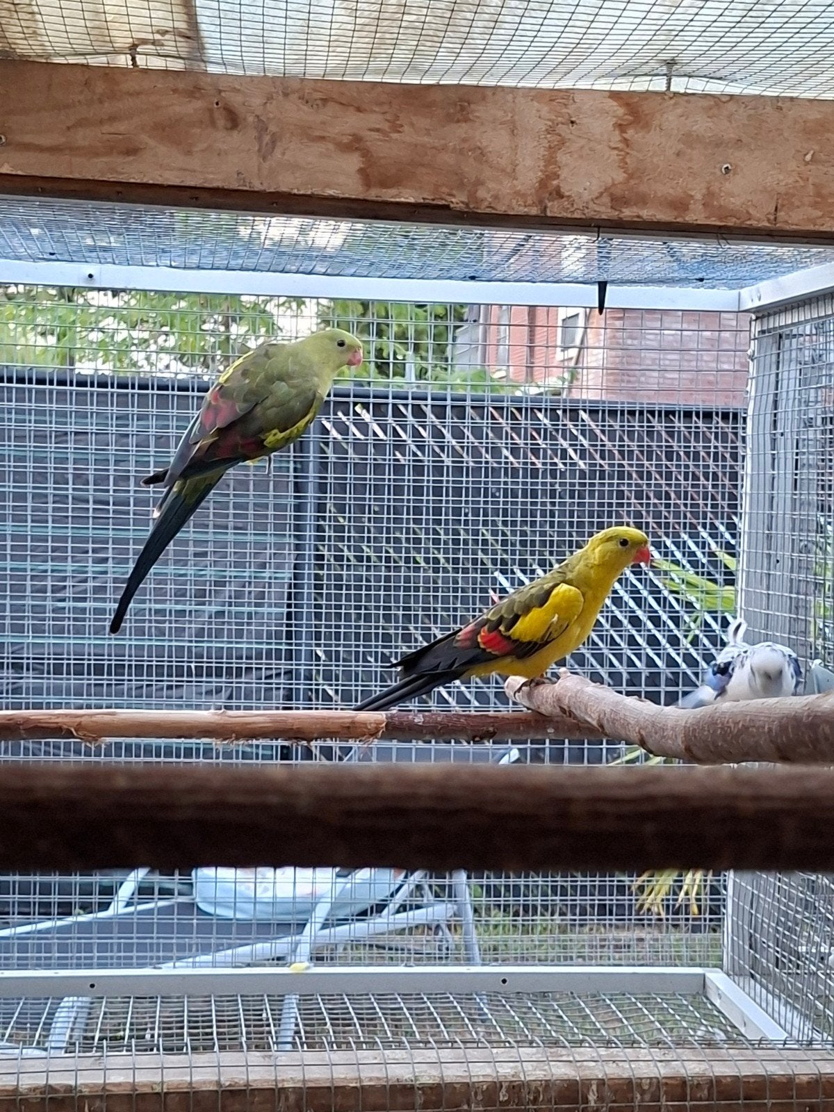 Koppel bergparkieten, Animaux & Accessoires, Oiseaux | Perruches & Perroquets