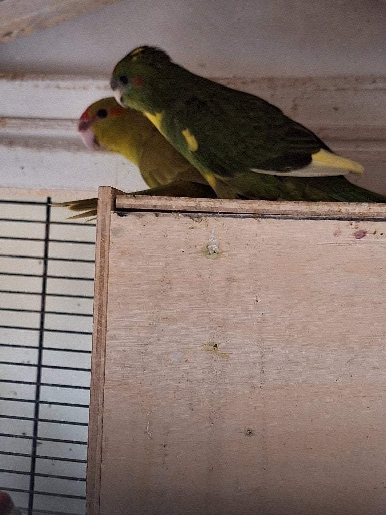 kakarikies, Dieren en Toebehoren, Parkiet, Geringd
