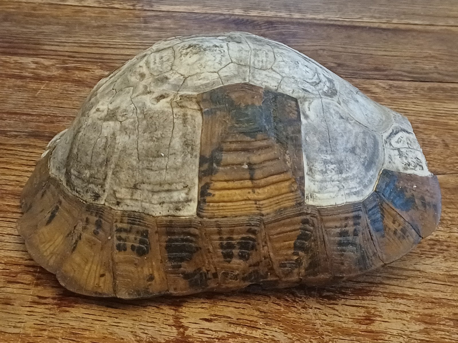 Oud rugschild landschildpad, Verzamelen, Ophalen of Verzenden, Gebruikt, Reptiel of Amfibie, Overige typen