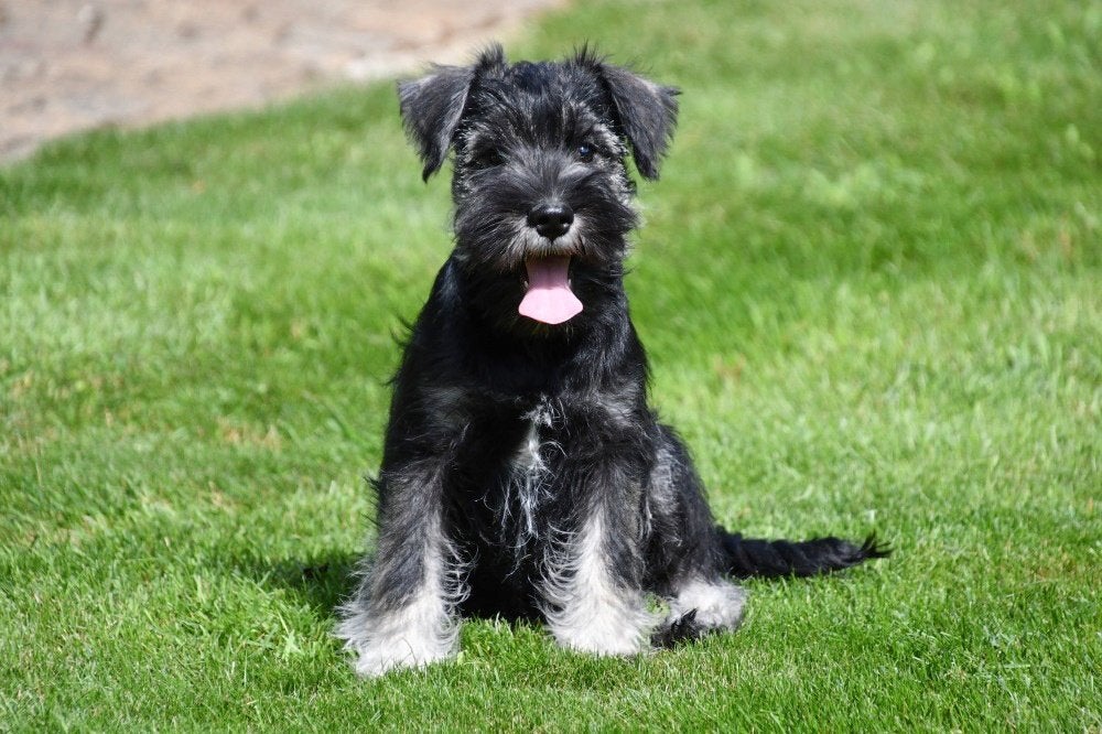 Chiots Schnauzer miniatures à vendre