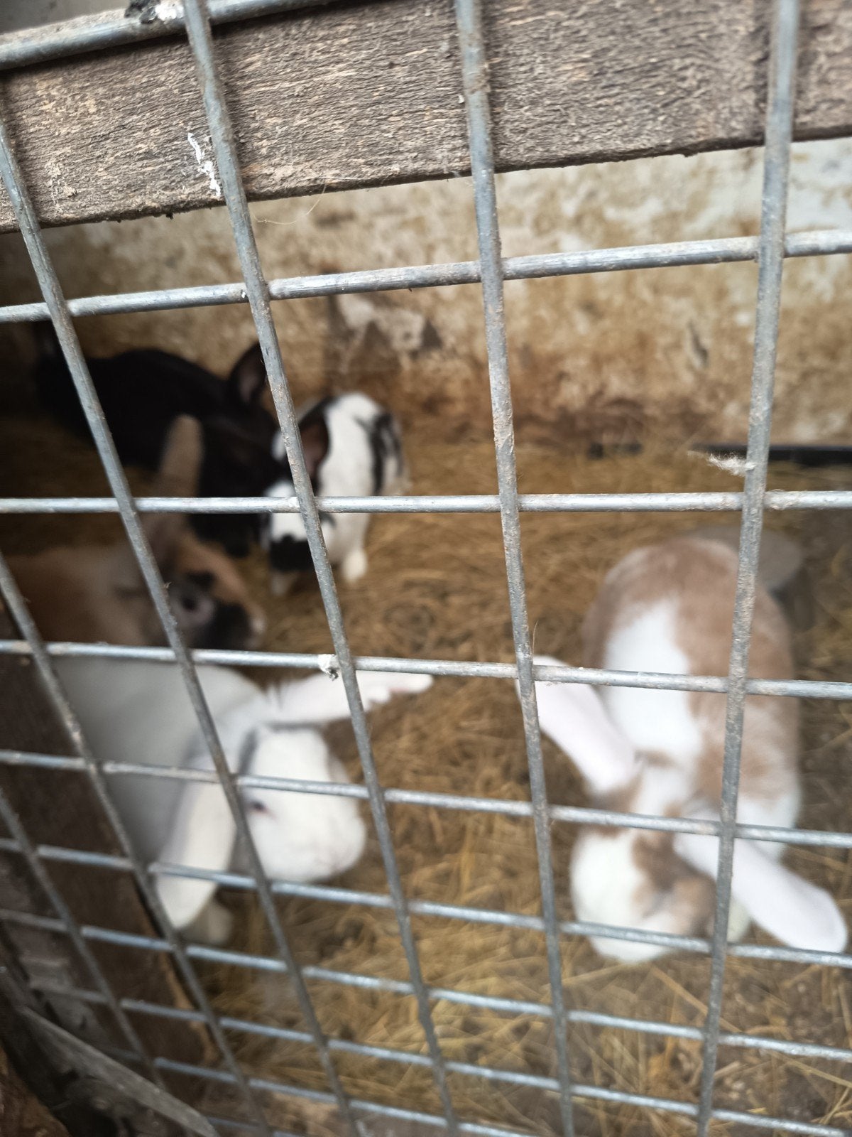 Konijnen, Dieren en Toebehoren, Konijnen
