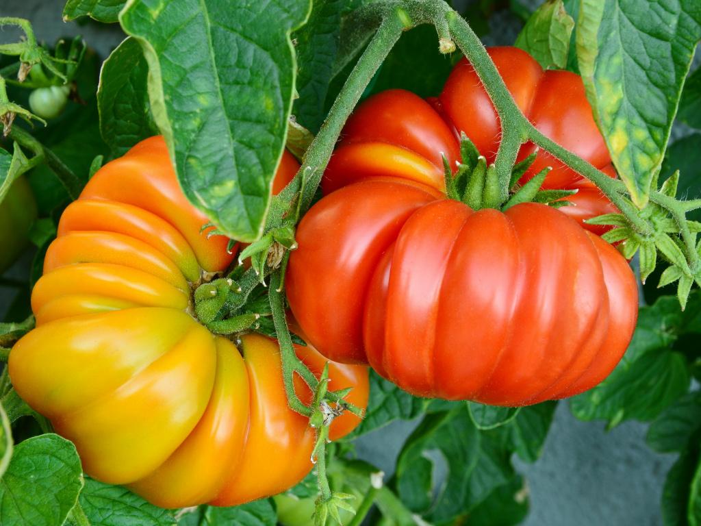 Tomatenplanten, Enlèvement