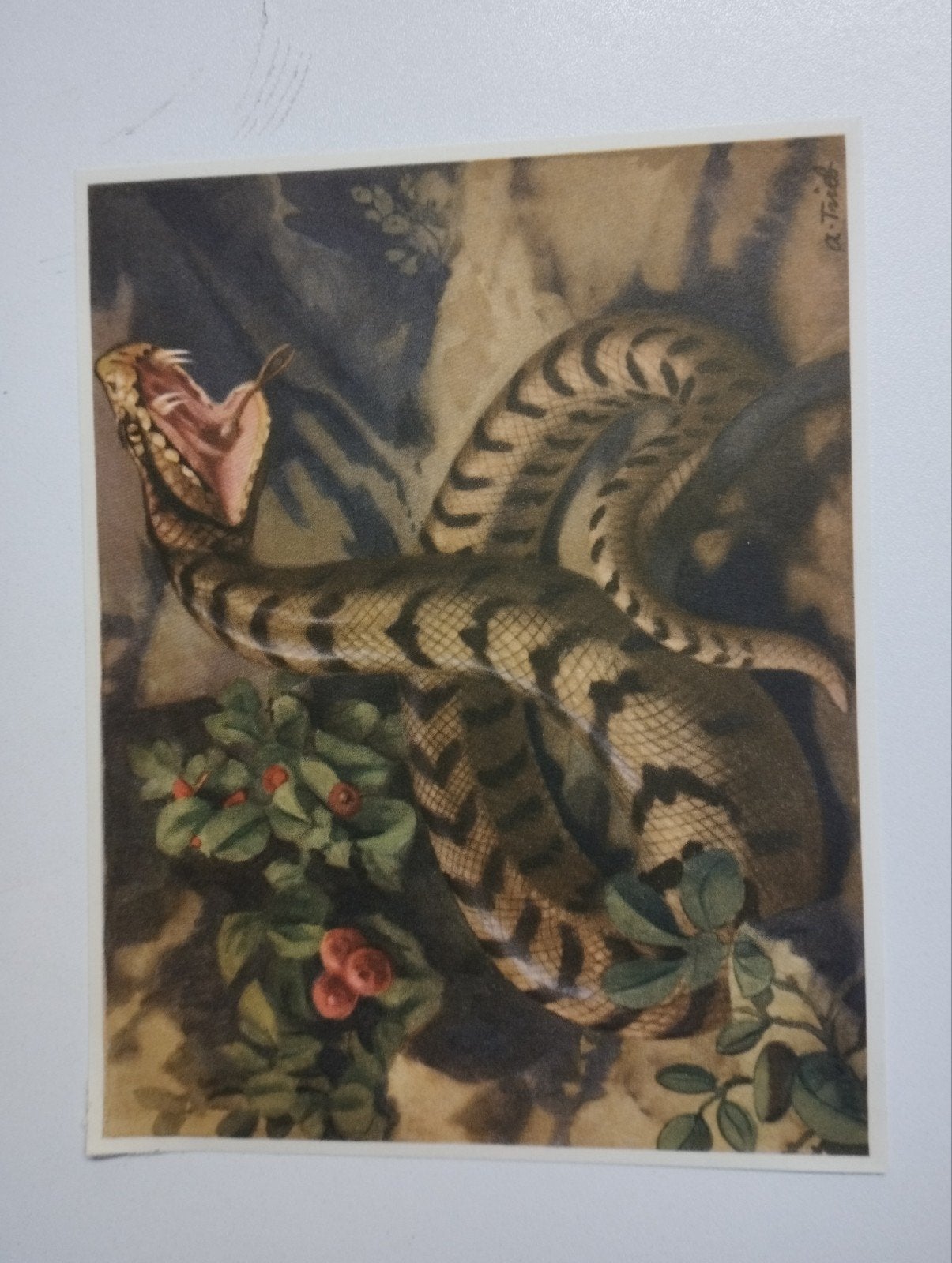 Een prent over slangen de natuur kleur verschillende kleuren, Ophalen, Natuur, Prent